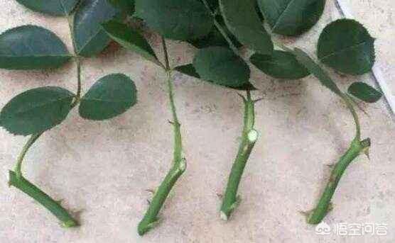 月季花的栽培与繁殖:月季枝条快速生根繁殖法是什么？