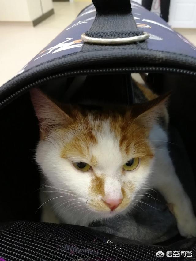 有人说猫的繁殖能力很强,但有些猫的价格还是很高,对此你怎么看？为什么会这样？