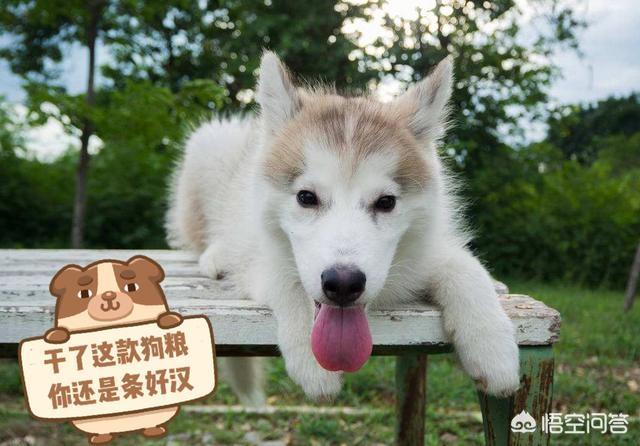 狗狗向前冲陕西卫视:一般蠢狗狗都会有哪些表现？