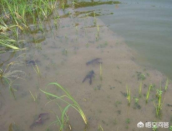 海虾养殖温度:市场卖的海虾和花甲螺海鲜怎么养？