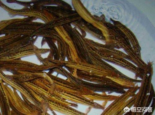 猫用尾巴钓鱼:猫用尾巴钓鱼视频 用泥鳅作饵料钓鱼除了能钓到翘嘴鱼，还能钓到什么鱼？