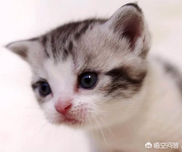 蓝白跟金吉拉配出来的:英短蓝白和美短交配出来的猫会是什么样的？