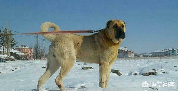 捷克狼犬价格表:世界上哪一种狗最难买到？有何依据？