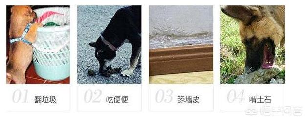 玛氏宠物营养元素:猫需要额外补充微量元素吗？