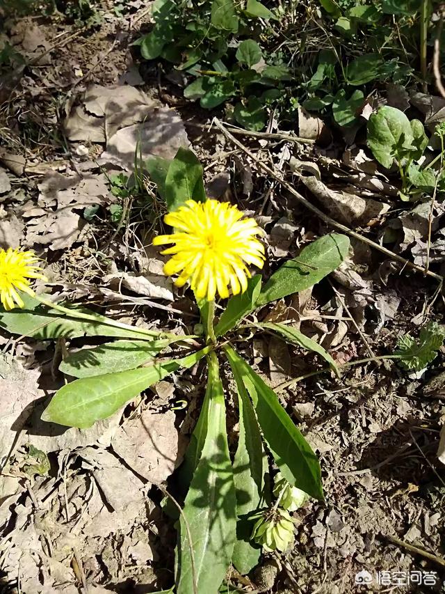 春天的农村各种野菜生长出来了。你们当地生长的野菜品种还多吗？都有什么野菜？