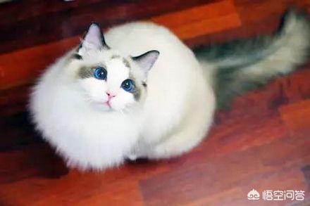 猫咪尿频尿少是什么原因:猫咪尿频尿少是什么原因？