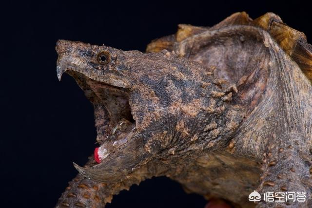 真鳄龟幼苗开箱视频:为什么说鳄龟是现存最古老的爬行动物？