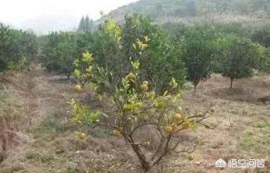 绿宝树 蚜虫:怎么防治果树的蚜虫、红蜘蛛？