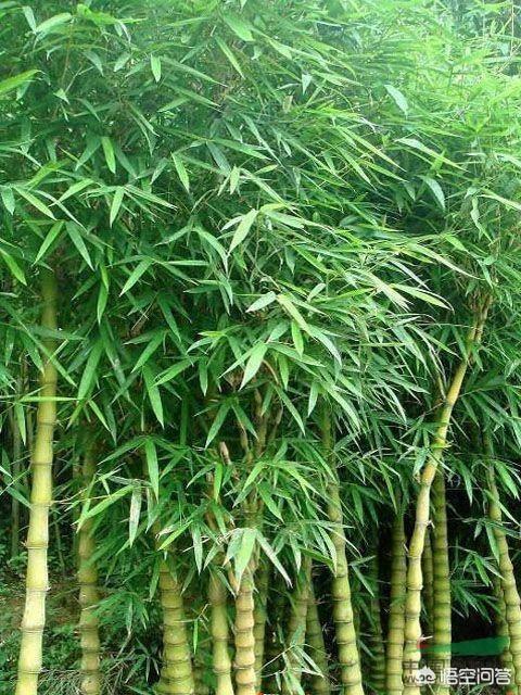 罗汉竹:冬季，为什么罗汉竹的叶子变干了？该怎么办？