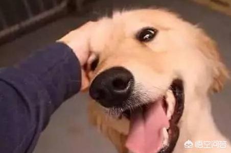 犬爱:爱狗人士指的是什么意思？