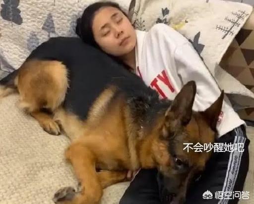 犬爱:爱狗人士指的是什么意思？