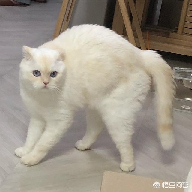 家猫的寿命知乎:猫咪寿命只有十年，如何照顾年老猫咪？