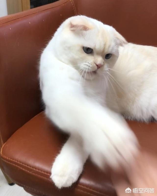 家猫的寿命知乎:猫咪寿命只有十年，如何照顾年老猫咪？
