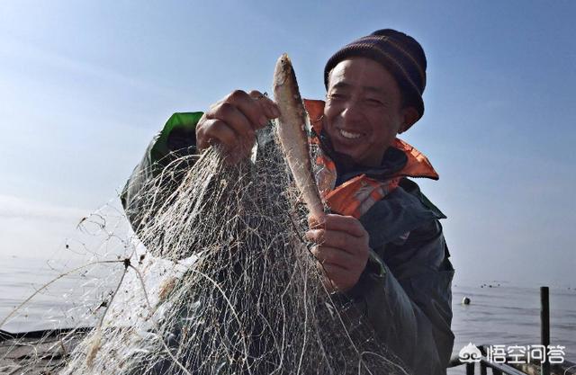 刀鱼和带鱼价钱为何相差这么大，刀鱼8880元/斤，凭什么这么贵，你吃过吗好吃吗