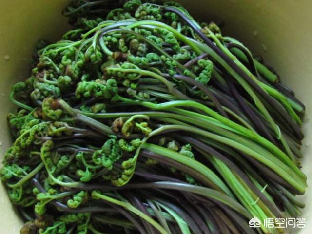 冬去春来,万物复苏,野菜也如雨后春笋一般冒出来,你都认识哪些可以吃的野菜？