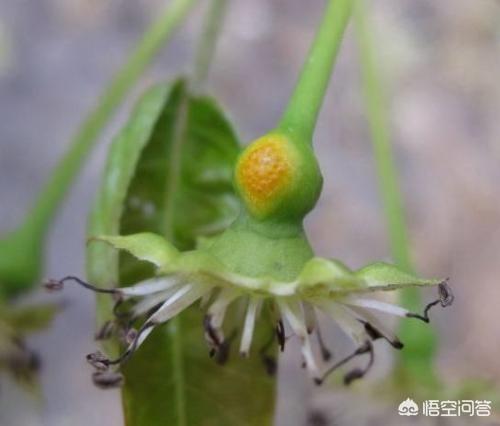 梨锈壁虱:种植果树的，杀锈壁虱和红蜘蛛用哪种农药比较好？