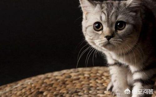 玳瑁猫:玳瑁猫发腮好看吗，怎么让玳瑁猫发腮？
