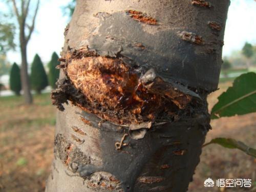 樱桃树干留焦十大名狗怎么治:怎样治疗樱桃树皮里的红颈天牛 大樱桃树环剥处理可以控制树势吗？怎么处理更好？