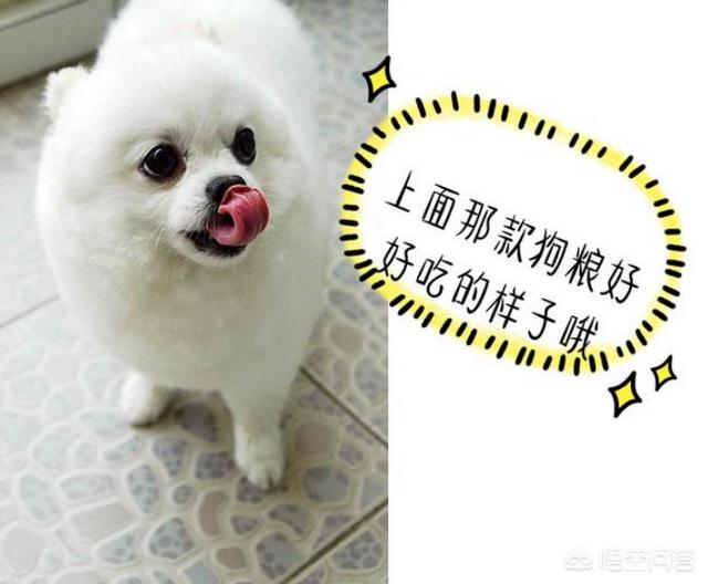 博美犬的寿命是多大:蝴蝶犬VS博美犬之间，谁更胜一筹？