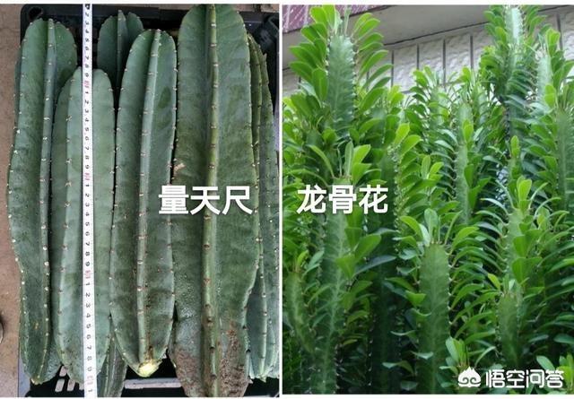 量天尺:红军鞋这篇文章中写了“我”与“量天尺”的哪几件事？