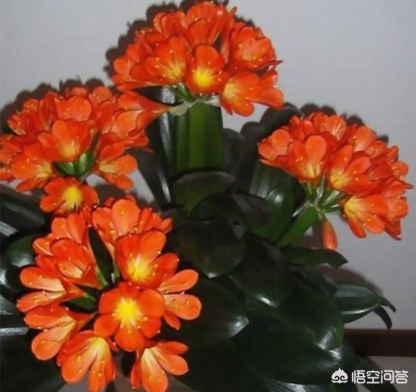 如何制作花肥(如何自制花肥的方法)