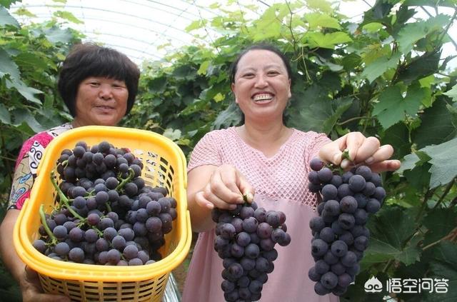 杰克罗素梗生病:种植葡萄结痂烂果发霉是什么病，怎样防治呢？