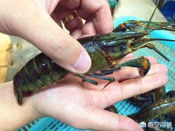 淡水澳龙人工养殖基础知识，养殖澳洲淡水龙虾的前景如何