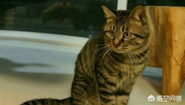 中国狸花猫在国外受欢迎吗:我国的狸花猫在国外流行吗？有何依据？