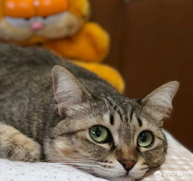 中国狸花猫在国外受欢迎吗:我国的狸花猫在国外流行吗？有何依据？