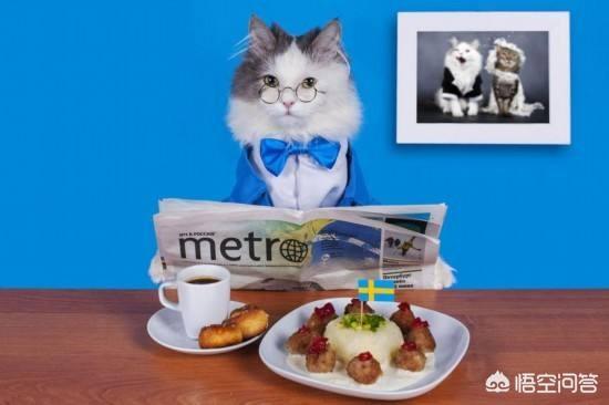 猫咪肾衰的原因:猫号称馋猫，人吃的什么食物对猫咪有伤害？