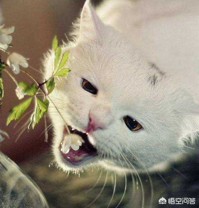 猫咪肾衰的原因:猫号称馋猫，人吃的什么食物对猫咪有伤害？