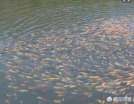 观赏水族疾病防治学:新鱼入缸前如何消毒杀菌，杀虫，防止交叉感染？