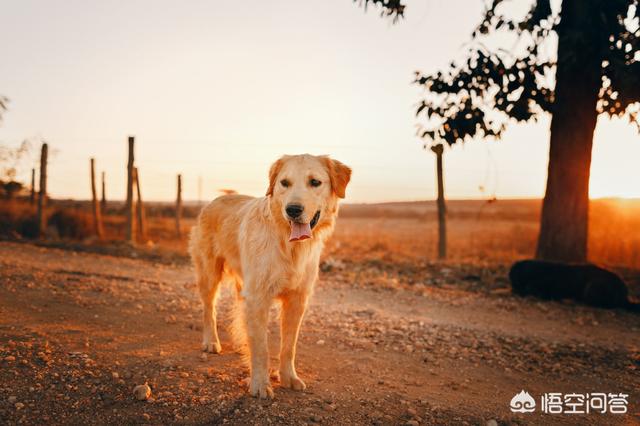 较便宜的宠物狗:1000元以下的中型犬，有哪些推荐养的？