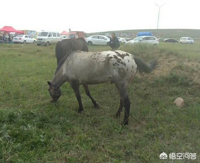 马的种类及图片:肉马多少钱一匹，哪个品种的肉马出肉率最高？