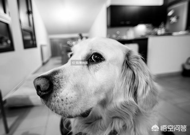 日本银狐犬 吃生肉:如果狗狗常吃生肉，会不会变得更容易攻击人等活物？