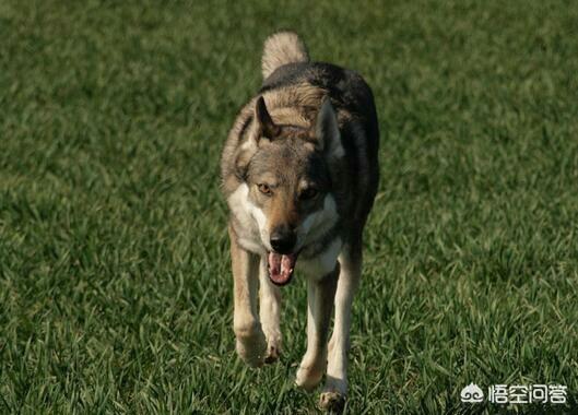 捷克狼犬和狼的基因:国际上的哪些工作犬有德国牧羊犬的血统？为什么？