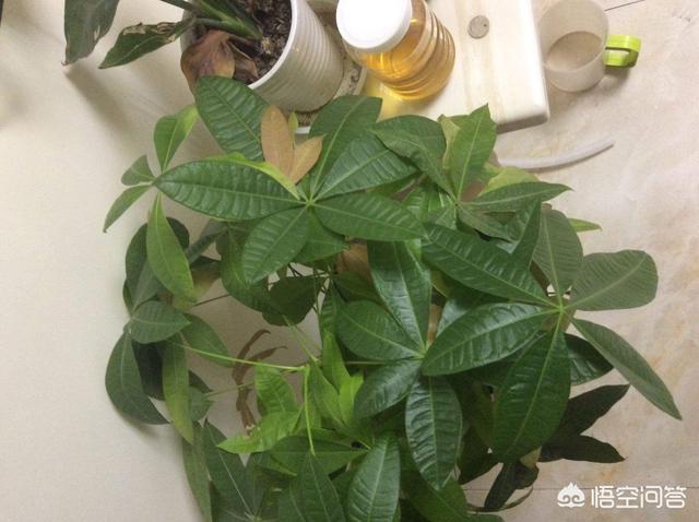 盆景发财树怎么养才长得好:发财树如何晒太阳才能长得好？