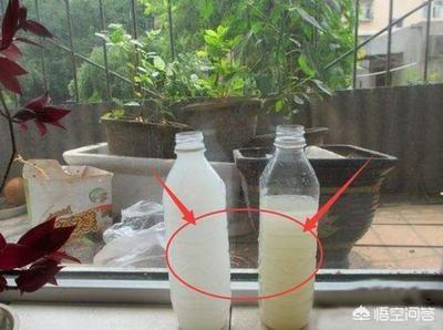 一叶兰能用淘米水浇吗:一叶兰浇没发酵的淘米水可以吗 仙人掌嫁接蟹爪兰能浇淘米水吗？
