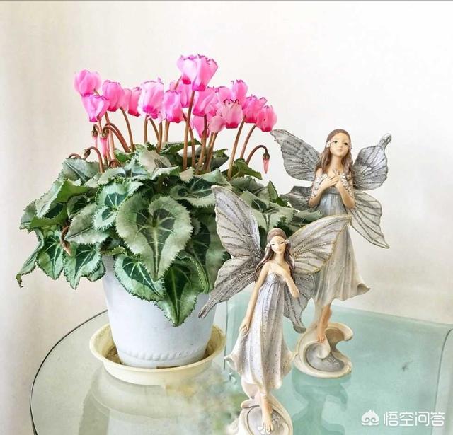 一叶兰能用淘米水浇吗:一叶兰浇没发酵的淘米水可以吗 仙人掌嫁接蟹爪兰能浇淘米水吗？