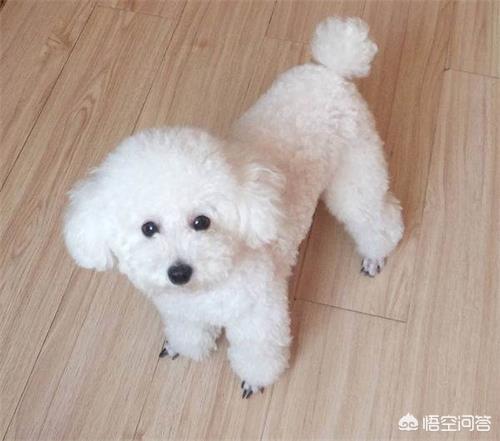 狗狗眼屎多臭:泰迪狗狗拉稀发黑很臭?泰迪拉稀怎么办？泰迪拉稀还臭颜色发黑？