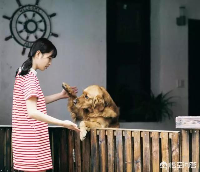 无锡 宠物摄影:怎样才能给宠物拍出美美的照片？ 无锡宠物摄影工作室