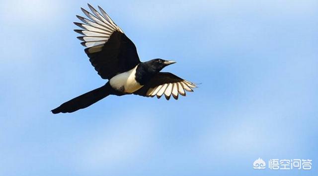 寿带鸟的资料:农村常见的喜鹊到底是吉祥鸟还是害鸟？