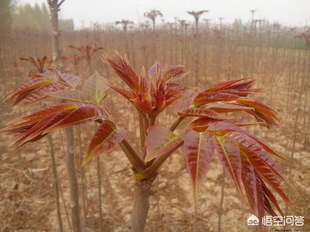 香椿的害处,为什么有一些人不能吃头茬香椿？