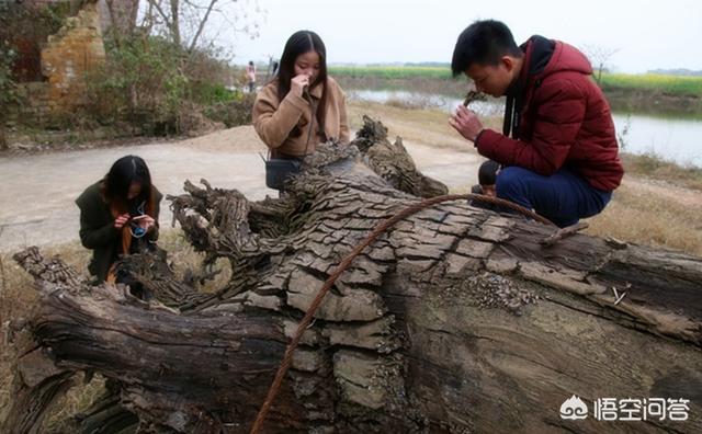 乌木是怎么形成的(乌木在地下大概要多少年才能形成？