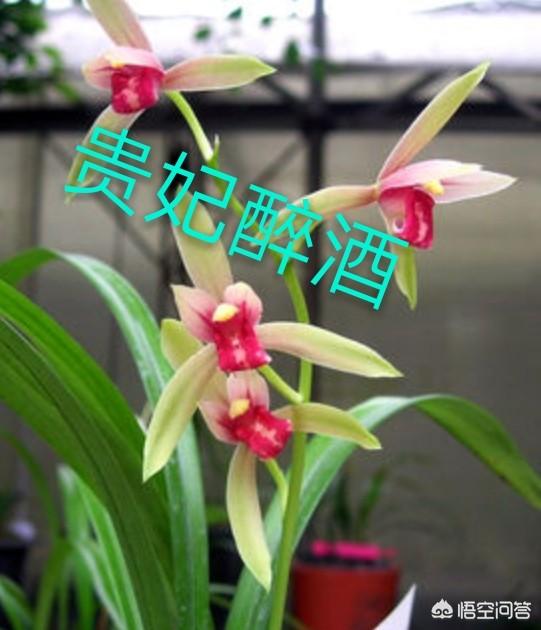 建兰图片:建兰几月开花？怎样才能让它开花更美？