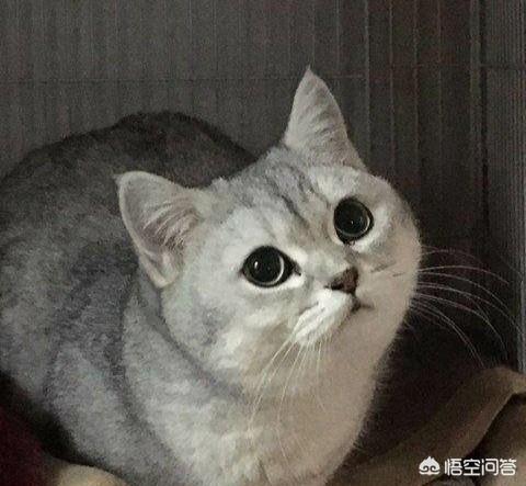 金渐层怎么发腮？