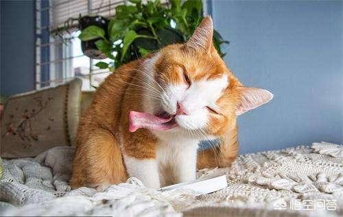猫咪发腮对身体有害吗？