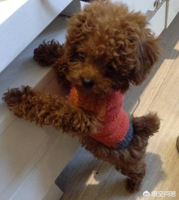 罗威纳幼犬到家:刚到家的小狗为什么放笼子养会更好？