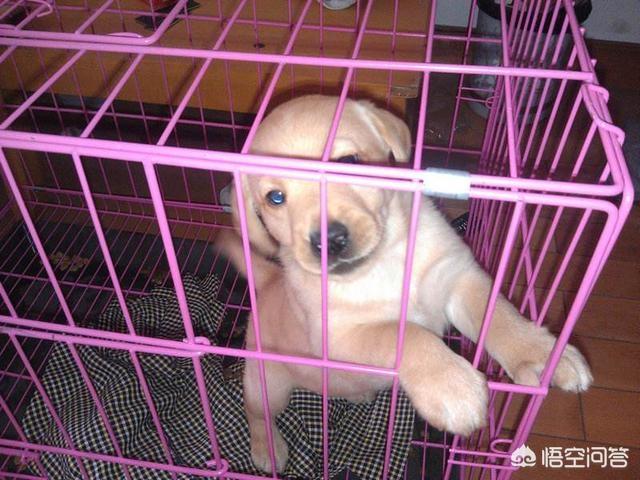 柳州宠物网想买狗笼子:狗笼子对狗狗有什么用处？
