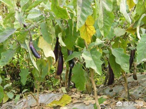 美女樱播种时间:茄子适合什么季节进行种植,茄子的生长周期要多久？